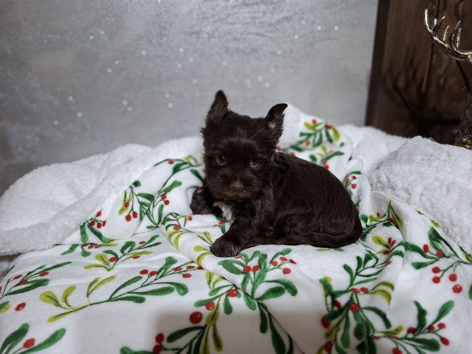 York piesek śliczny