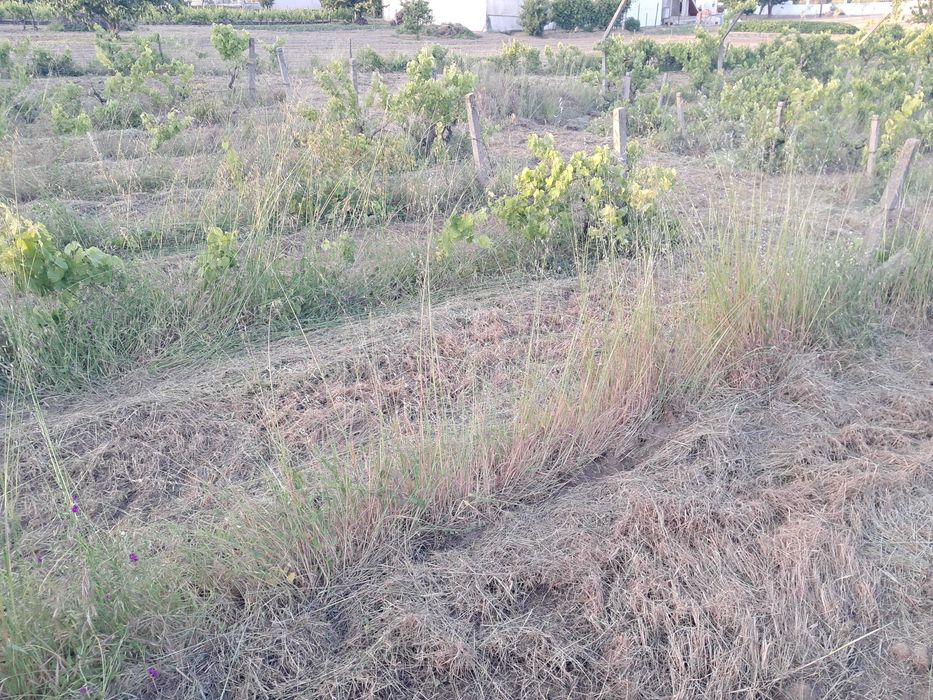 Terreno Rústico com Viabilidade de Construção 5.000 m² - Vale de Nogueiras, Vila Real