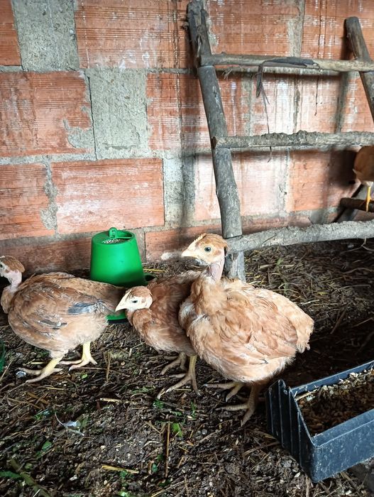 Pintos de galinhas poedeiras
