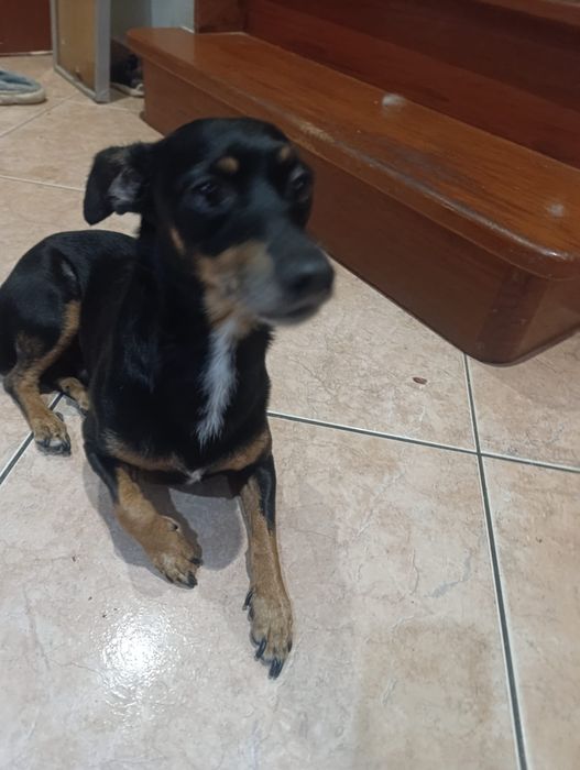 Dá-se cão pinscher