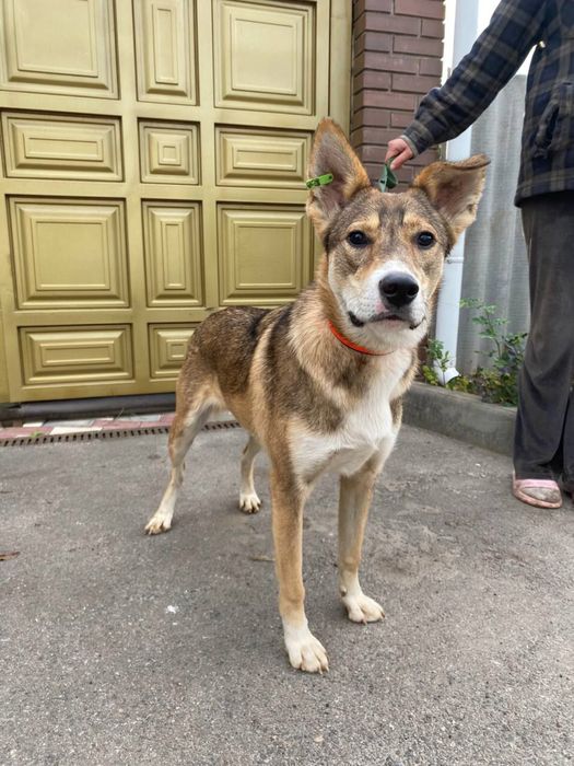 Sos! Терміново ПОТРІБЕН дім!