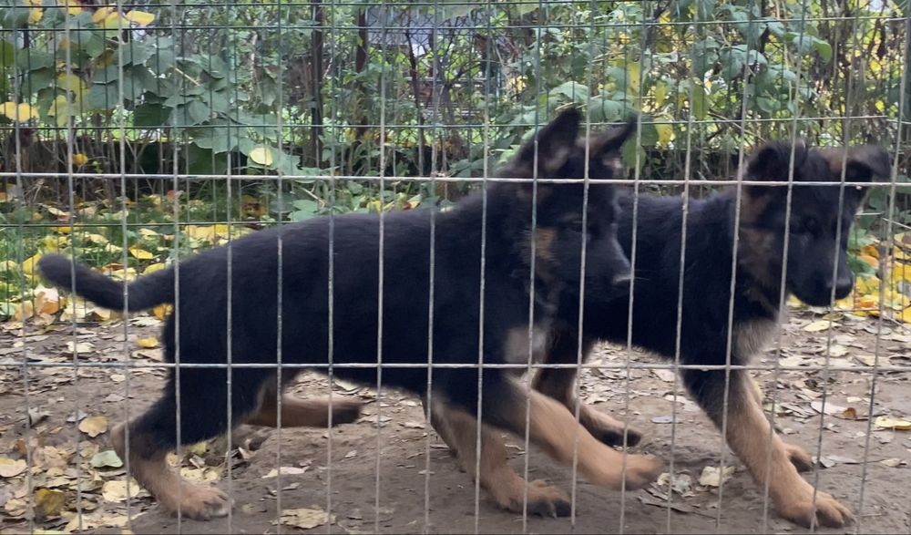 Німецька вівчарка