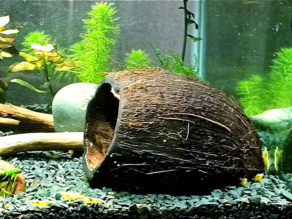 Домик укрытие нерестовик для рыбок креветок раков Кокос натуральный