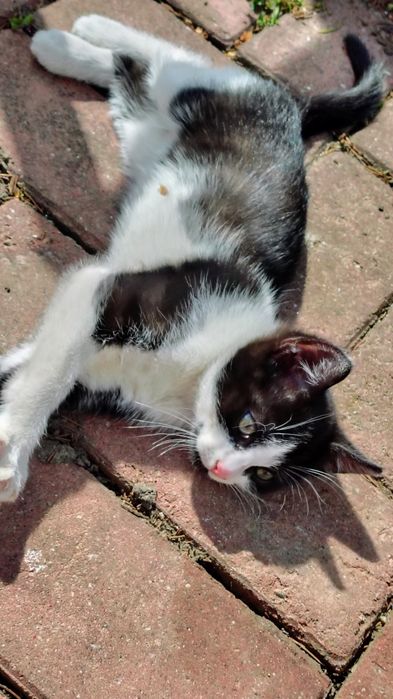 Котятя добрим людям.