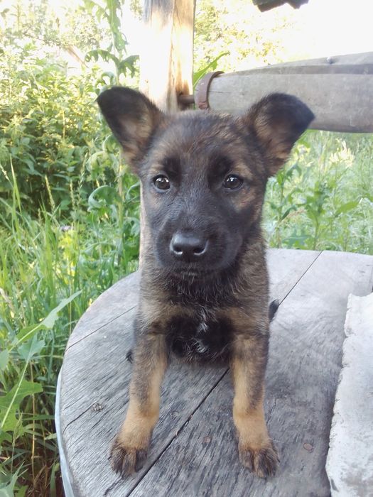 Віддам в добрі руки