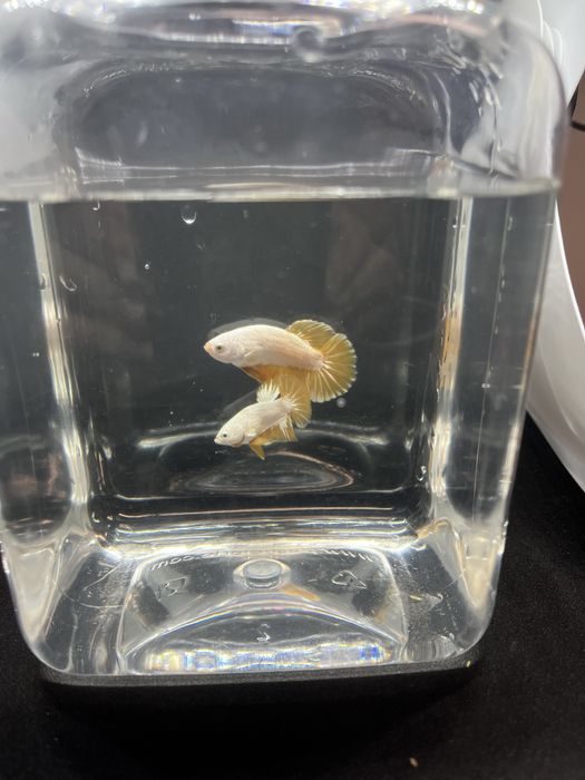 Machos betta splendens