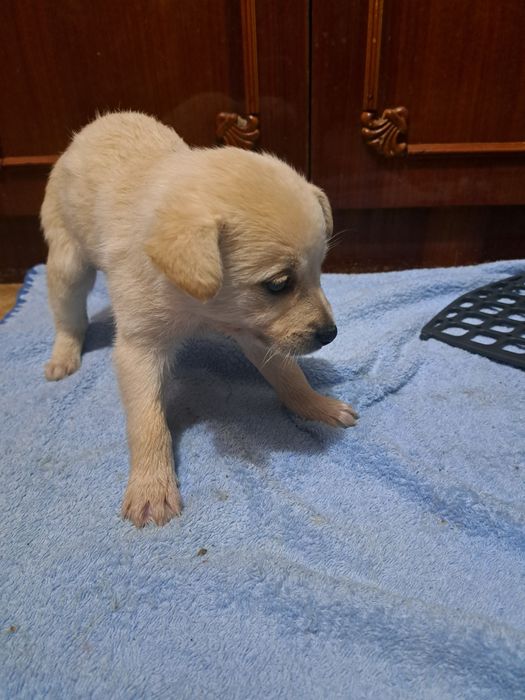 Спасите щенков девочек