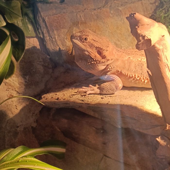 2 agamy brodate + terrarium