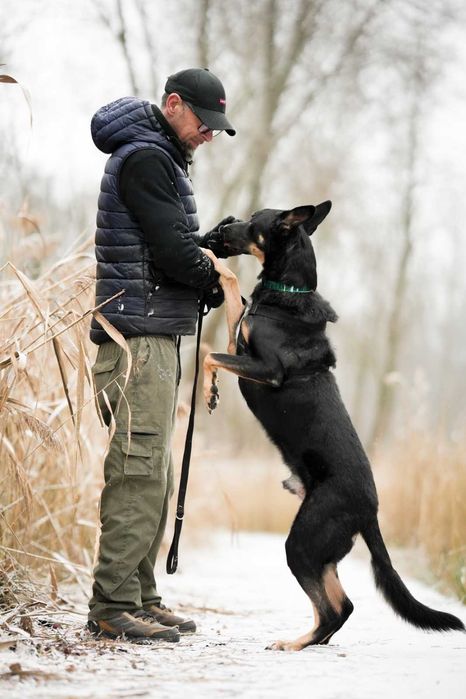 Frodo cudny psiak szuka domu