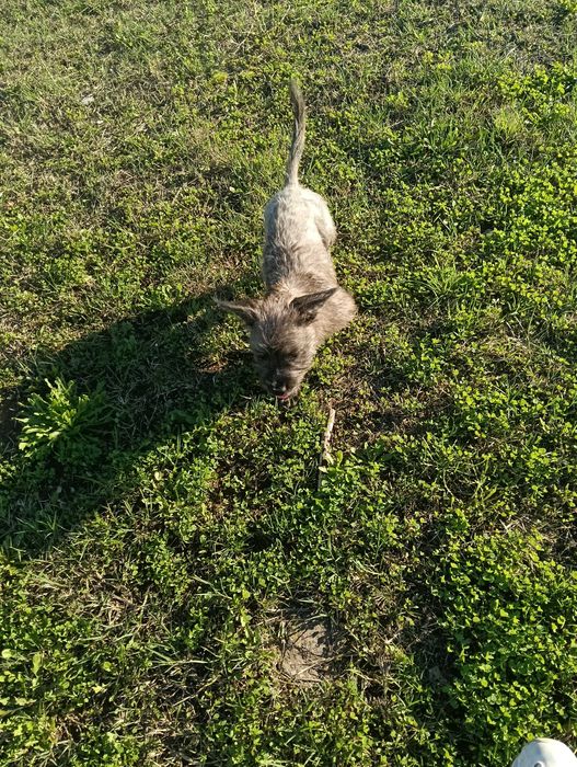 Cão para adoção