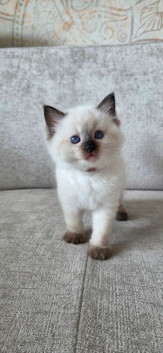 Ragdoll Seal Point – kot z rodowodem Siedlce