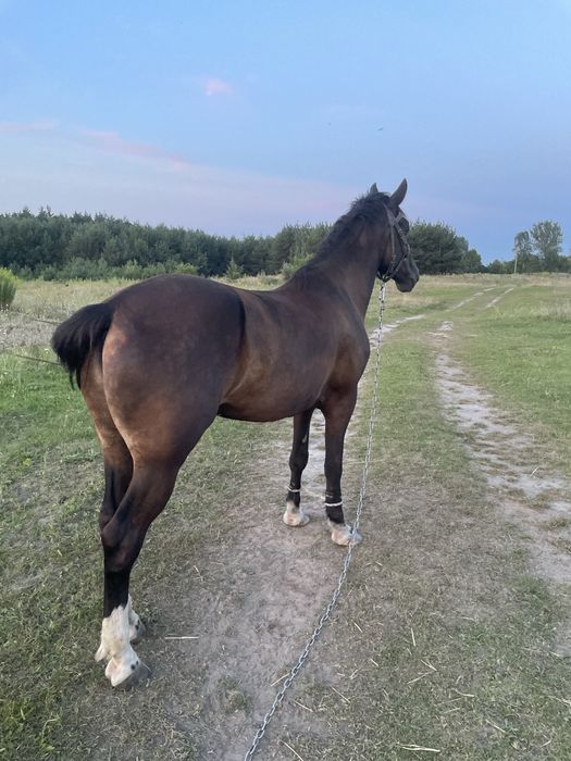 Продам коника 5 років