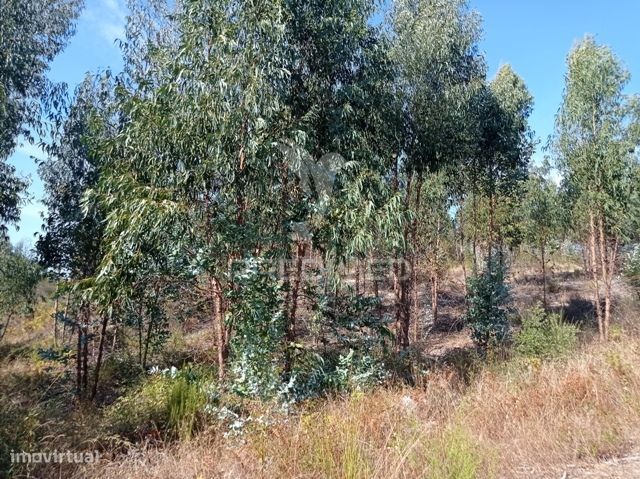 EUCALIPTAL 86.750 m2, Gavião — Margem, Portalegre