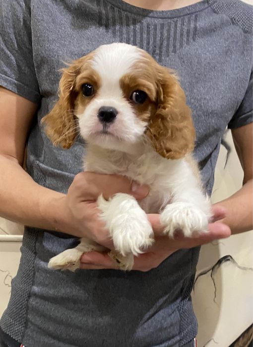 Мальчик Кавалер Кинг Чарльз Спаниель