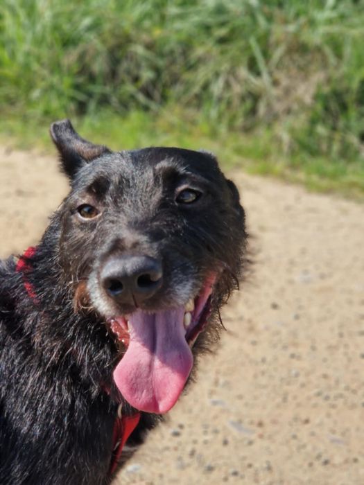 FOREST, pies do pokochania! 

Forest niestety nie urodził się pod szcz