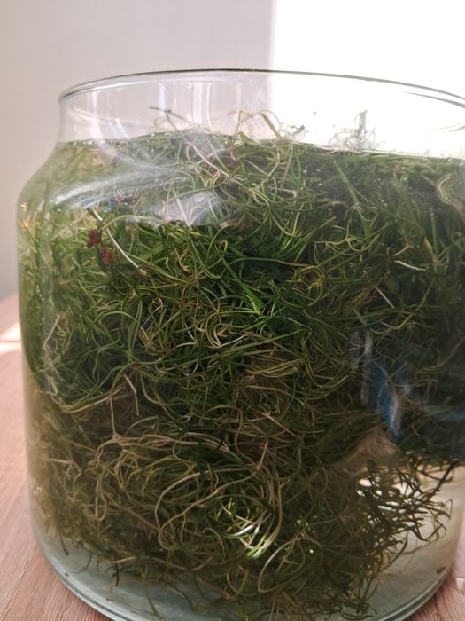 Trawka do akwarium  niska, rośliny akwariowe