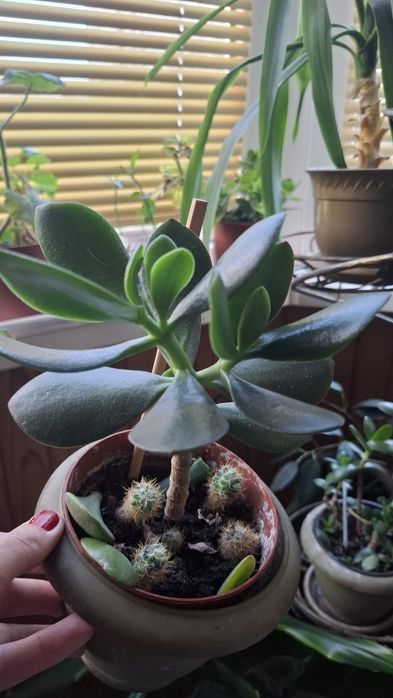 Продаю грошове дерево (красула)  Позняки/осокорки самовивіз