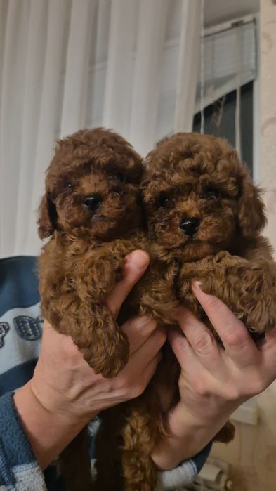 Той пудель ред браун