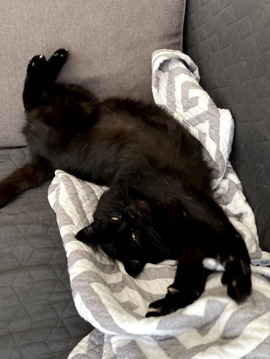 Котик в добрі руки