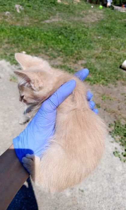 Отдам в хорошие руки котят