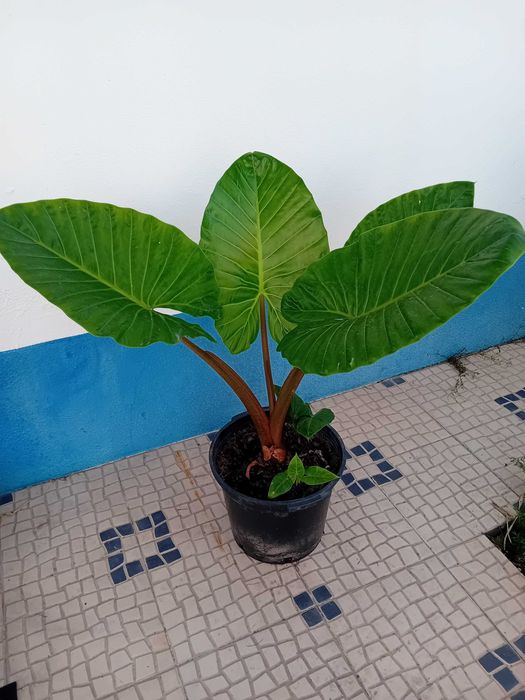 Alocásia orelha de elefante426188490419087365