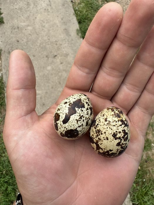 Домашнє яйце перепілок