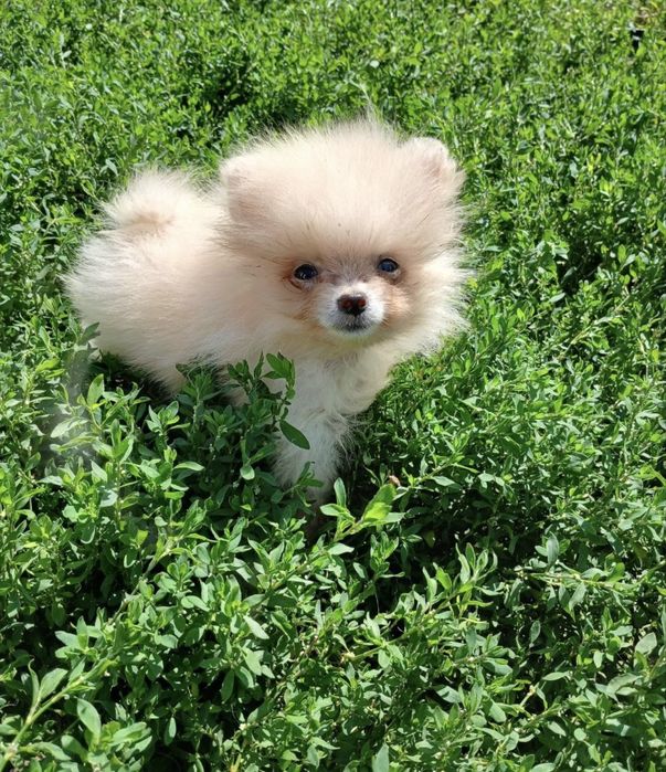 Мальчик померашка мини