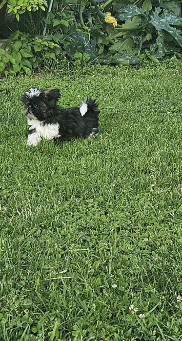 Shih Tzu Szczeniak