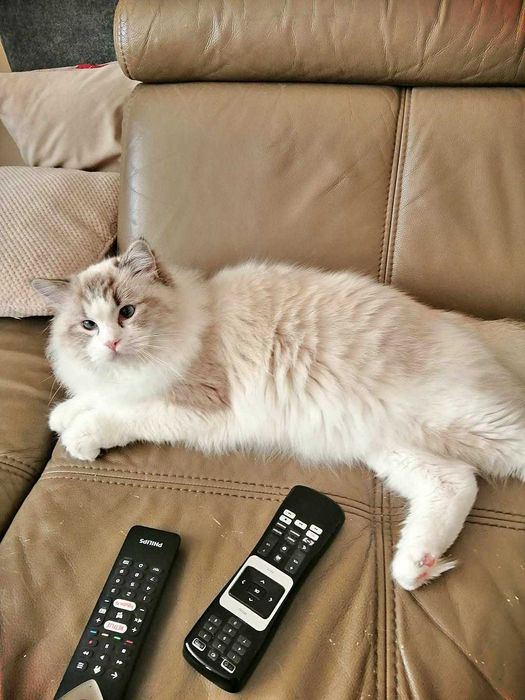 sprzedam kocurka rasy Ragdoll