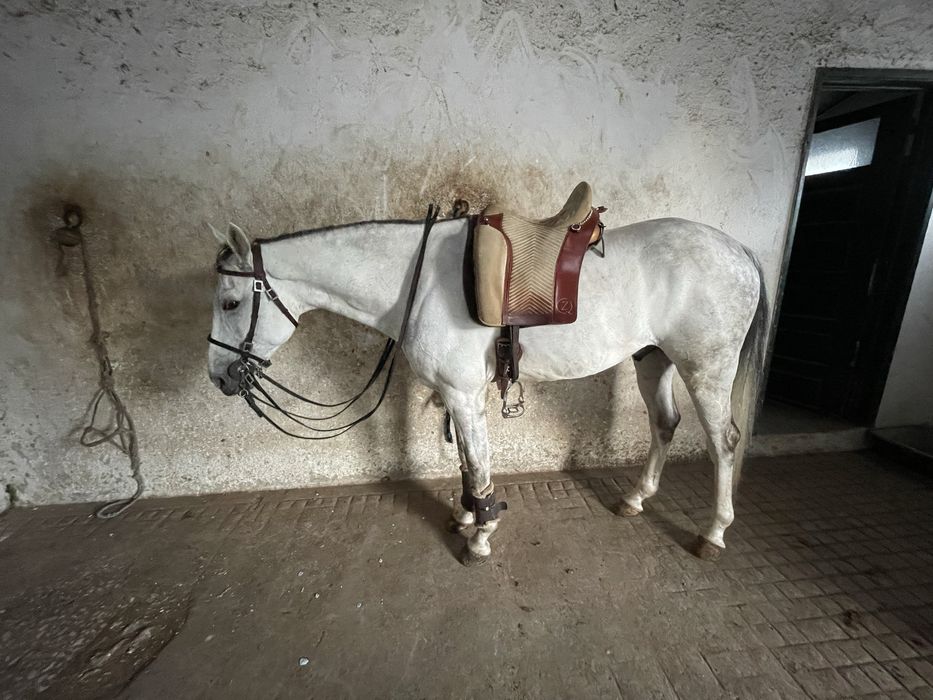 Vendo cavalo luso  árabe