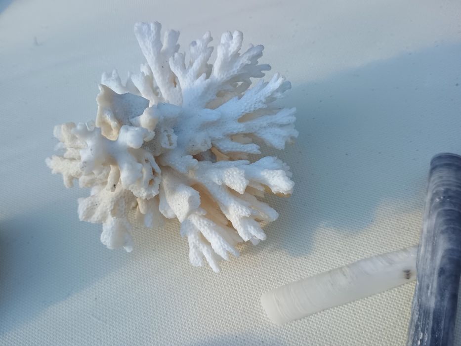 Корал ракушка до акваріума