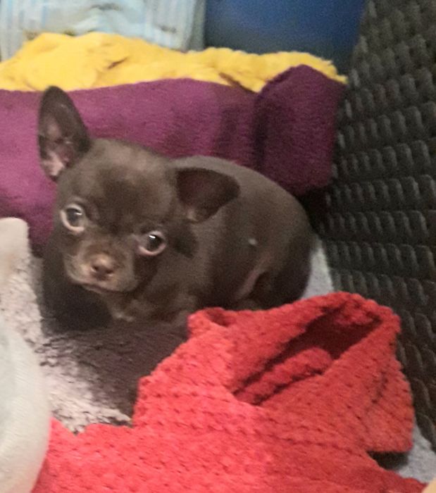 Chihuahua piesek mini