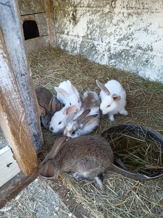 Sprzedam młode króliczki