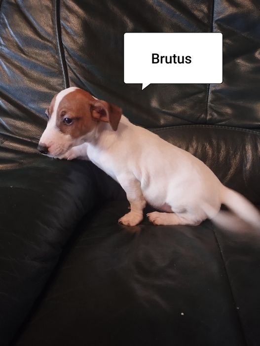 Piesek Jack Russell terrier Brutus