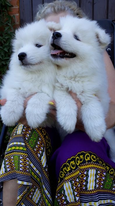 Samoyed śliczna suczka
