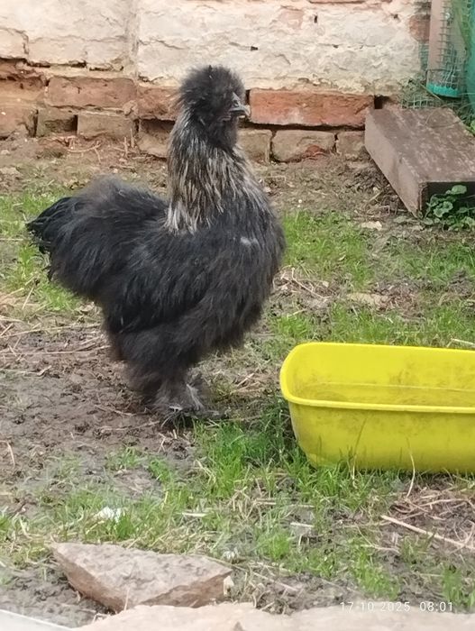 Piękne koguty rasy silka