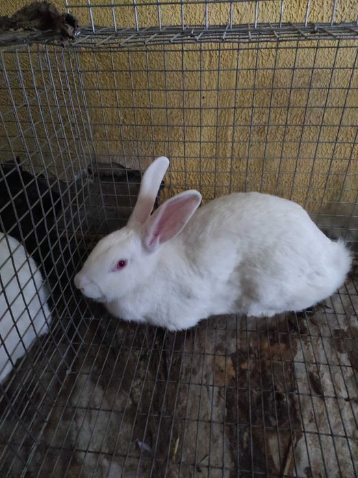 Кролики термостойкая белая