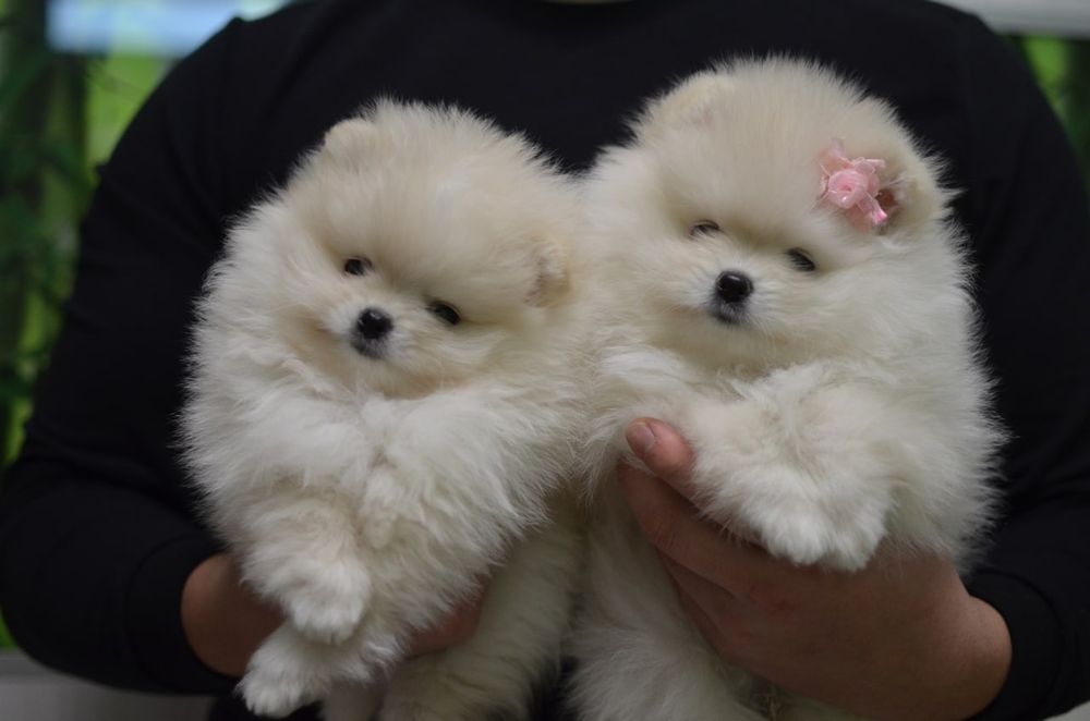 Померанці дівчинка і хлопчик