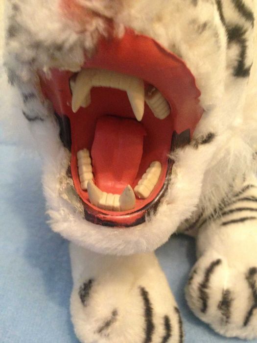 Тигр Альбинос наст. оскал USA фирм