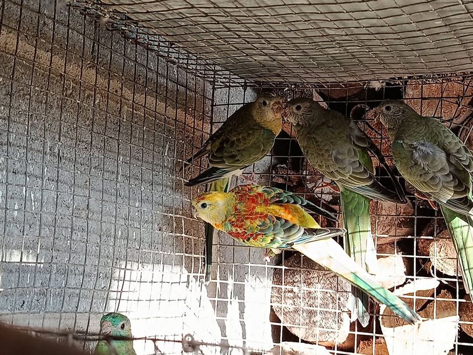 Red rumped 2026 Aves anilhadas