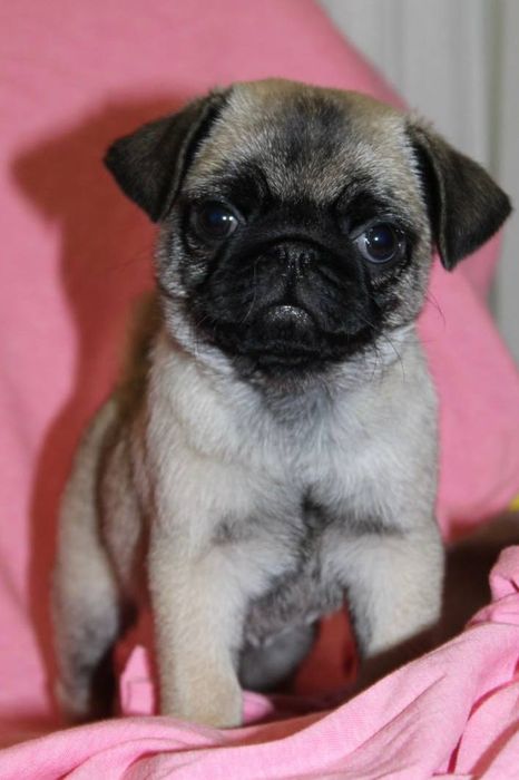 Лапушки милашки мопсяшки