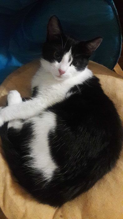 Найніжніша киця, кошеня підліток. Стерилізована