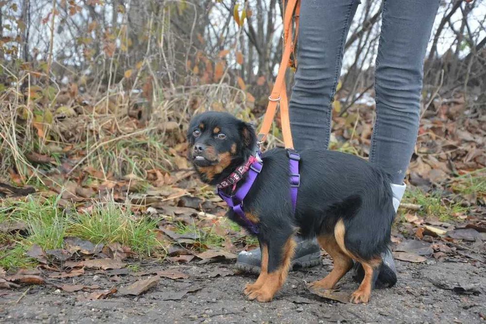 Wróżka - Zębuszka: magiczna psia dziewczynka szuka domku!
