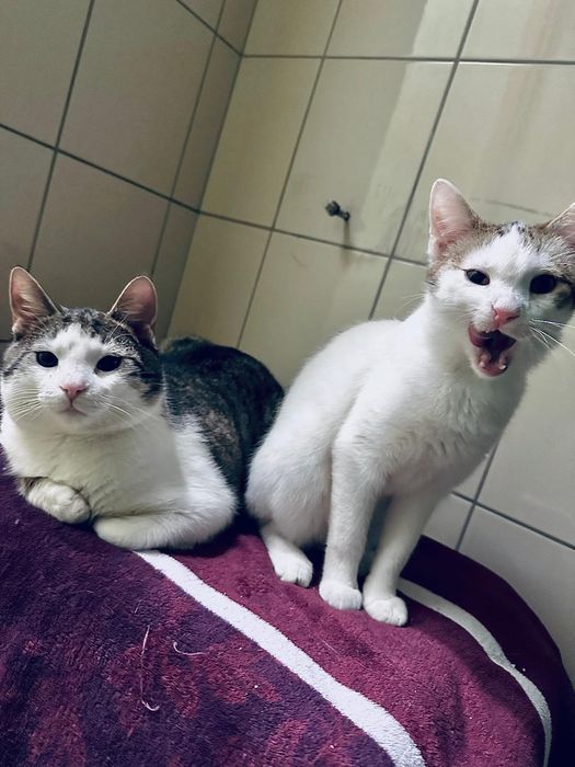 Wiele kotkow szuka pilnie domków