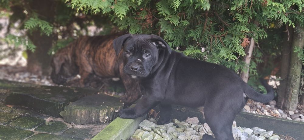 Piesek amstaff z dokumentami