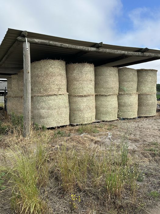 Feno ou palha em fardos redondos