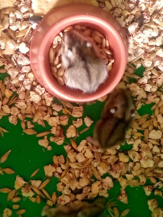 Хомячки Кременчуг