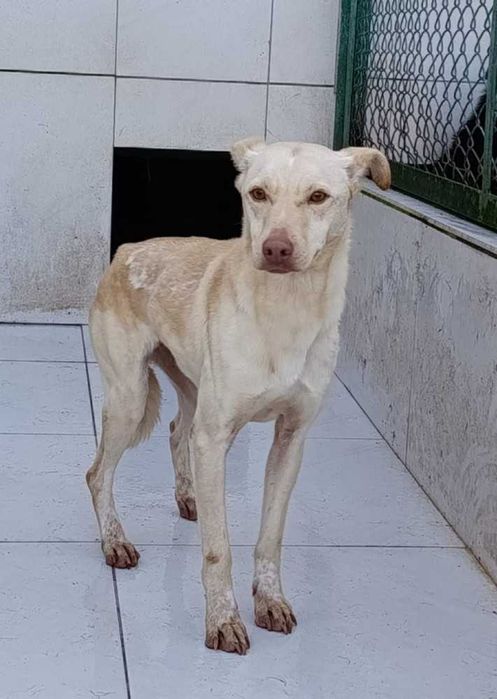 277389 WERA do adopcji