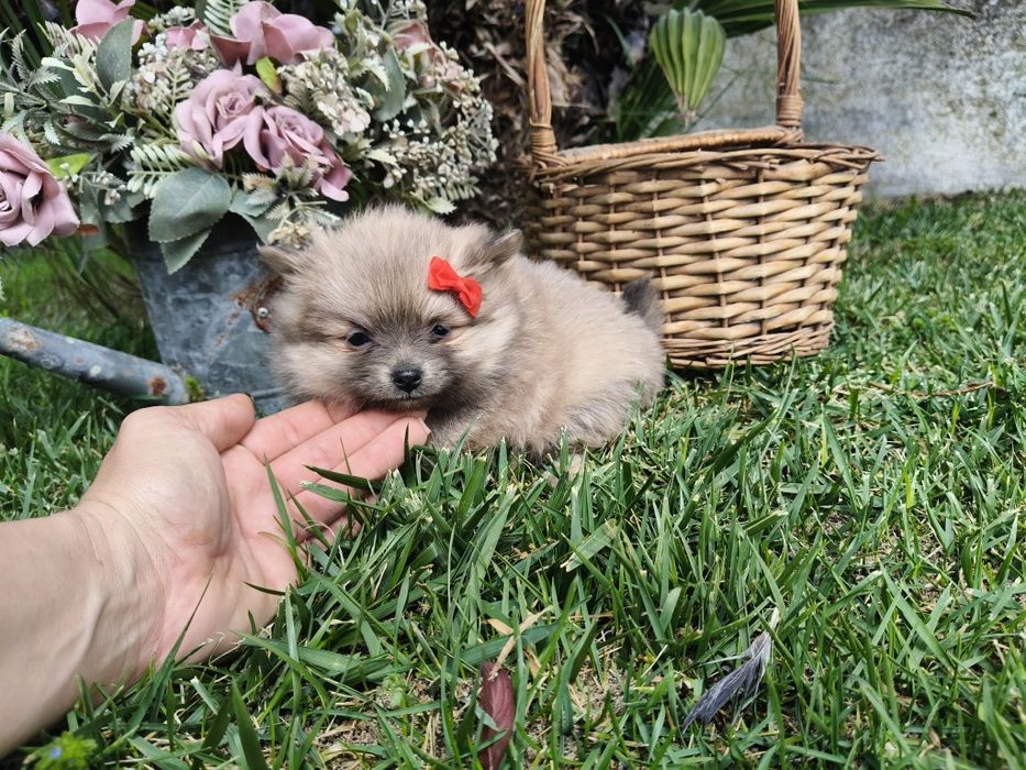 Spitz alemão anão menina