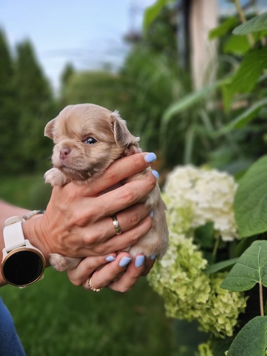 Chihuahua długowłosy śliczny chłopiec  dostępny